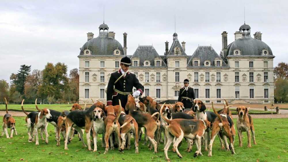 Cheverny chasse à Courre