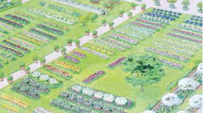 jardin du parfumeur dessin