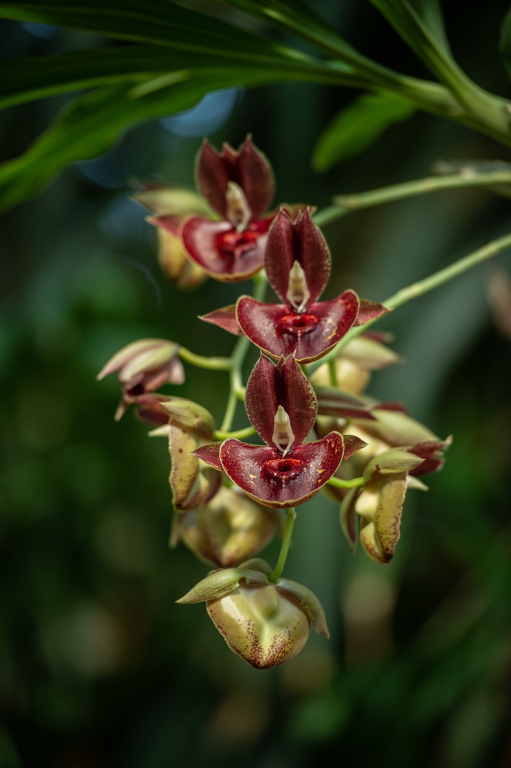 mille&une orchidées orchidée grenat 