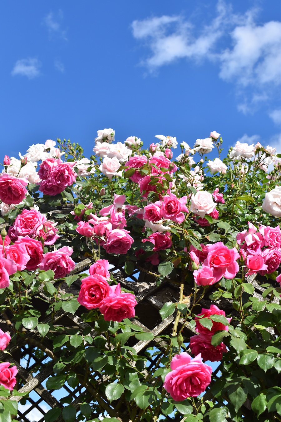 jardins de roses