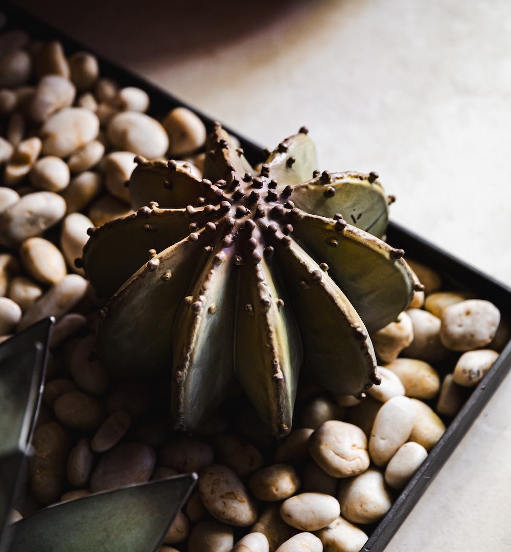 Cactus siège de belle mère