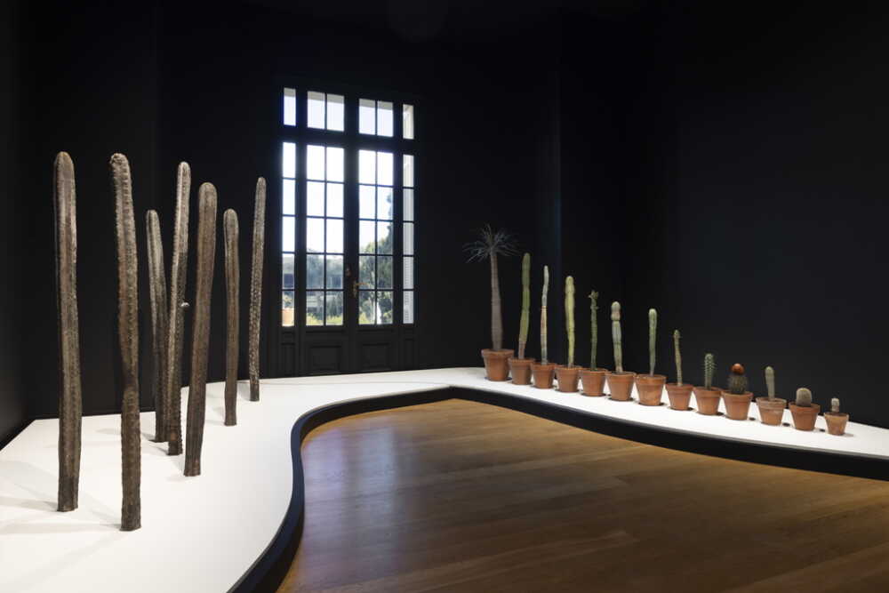 Cactus en pots