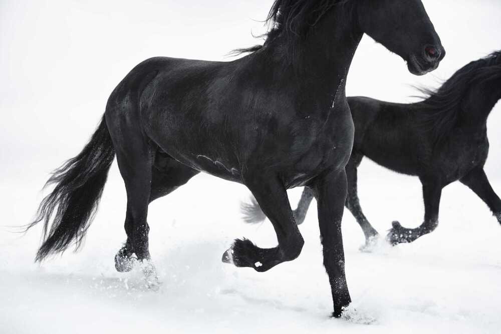 Longines Paris Eiffel Jumping chevaux noirs