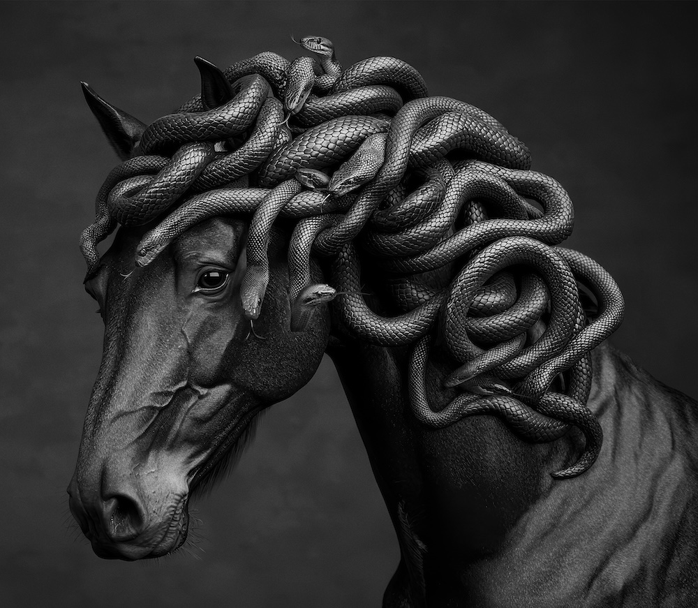 rankin medusa cheval