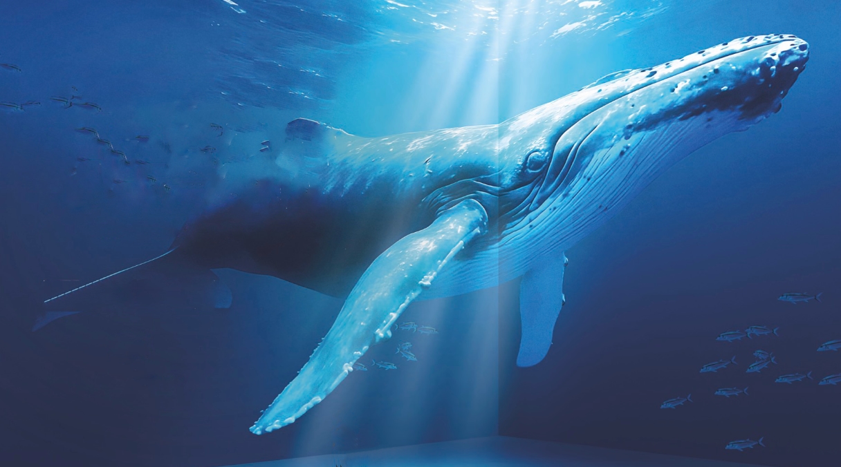 Planète Océan : l&rsquo;émotion d&rsquo;un voyage au cœur des abysses