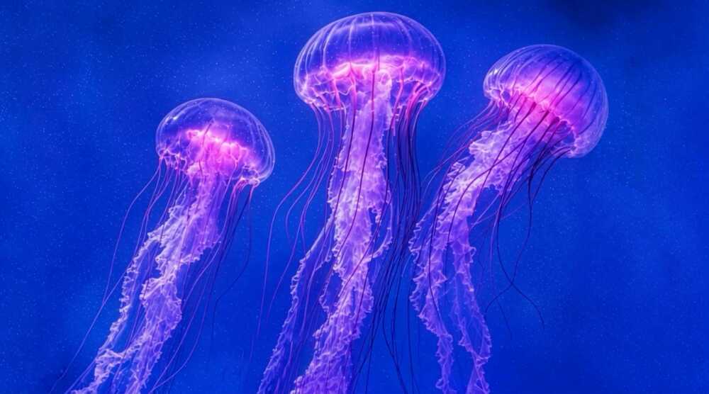 Planète Océan méduses