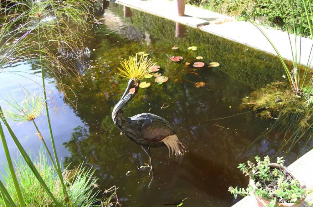 Menton Jardin Serre de la Madone oiseau
